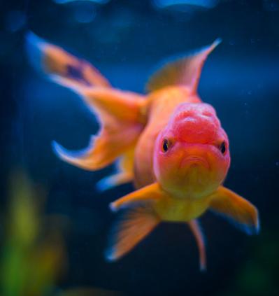 http://www.shutterstock.com/pic-208378921/stock-photo-this-young-oranda-goldfish-looking-a-bit-mad.html?src=uzdTa/NXcURx8Zap4Horrw-1-0